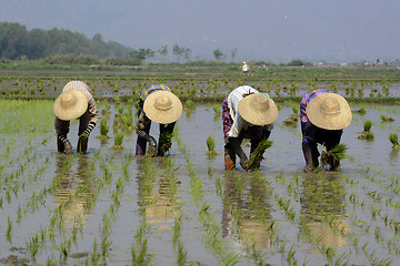 Image showing ASIA MYANMAR NYAUNGSHWE RICE FIELD