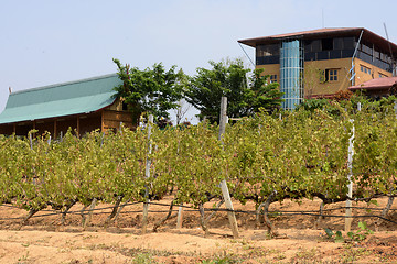 Image showing ASIA MYANMAR NYAUNGSHWE WINE