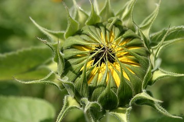 Image showing sunflower bud