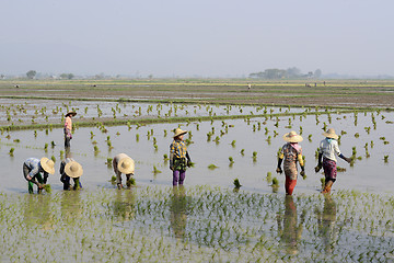 Image showing ASIA MYANMAR NYAUNGSHWE RICE FIELD