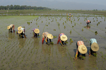 Image showing ASIA MYANMAR NYAUNGSHWE RICE FIELD