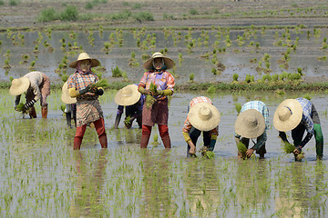 Image showing ASIA MYANMAR NYAUNGSHWE RICE FIELD