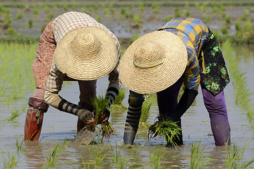 Image showing ASIA MYANMAR NYAUNGSHWE RICE FIELD