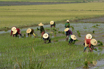 Image showing ASIA MYANMAR NYAUNGSHWE RICE FIELD