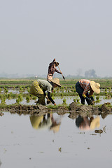 Image showing ASIA MYANMAR NYAUNGSHWE RICE FIELD