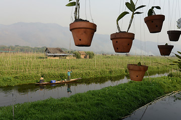 Image showing ASIA MYANMAR NYAUNGSHWE FLOATING GARDENS