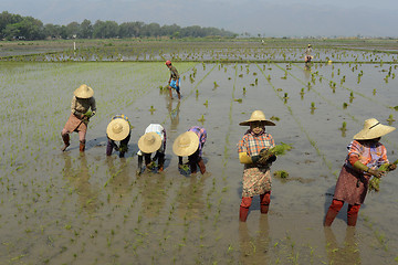 Image showing ASIA MYANMAR NYAUNGSHWE RICE FIELD