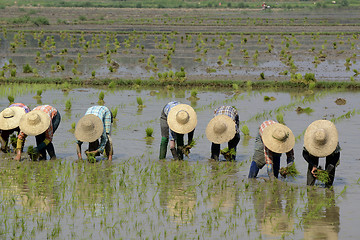 Image showing ASIA MYANMAR NYAUNGSHWE RICE FIELD