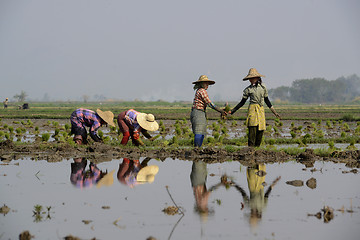 Image showing ASIA MYANMAR NYAUNGSHWE RICE FIELD