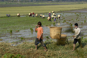 Image showing ASIA MYANMAR NYAUNGSHWE RICE FIELD