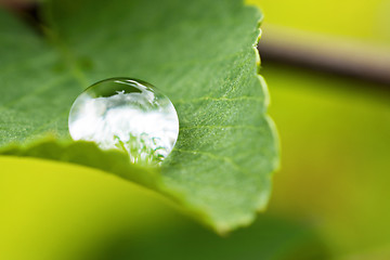 Image showing Rain drop on green leaf