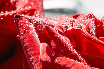 Image showing Macro of red rose and dew