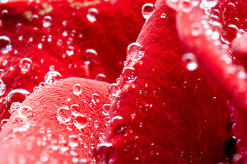 Image showing Red rose macro