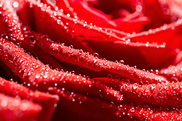 Image showing Macro red rose