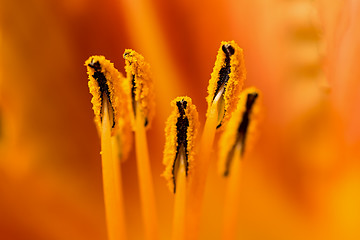 Image showing Lily flower close-up.