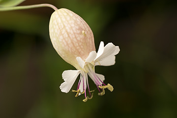 Image showing Wild white flower close-up.