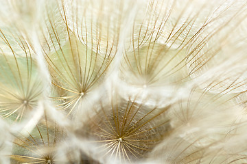 Image showing Dandelion seeds.