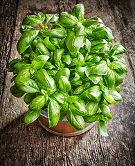 Image showing fresh green basil