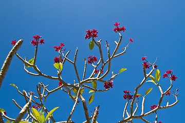 Image showing Flowers in Thailand