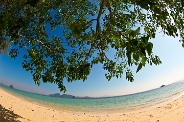 Image showing Tree growing at  the beach in thailand