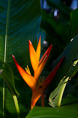 Image showing Heliconia flowers on a tree in Koh Ngai island Thailand