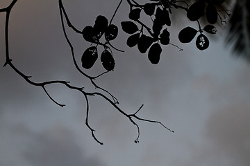 Image showing Branch silhouette Thailand