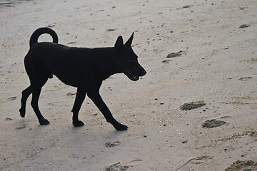 Image showing Dog at the beach