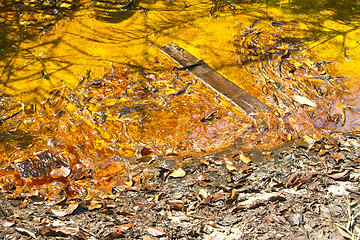 Image showing Closeup of algae in water