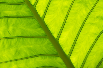 Image showing Leaf in Thailand