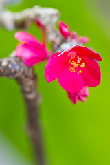 Image showing pink, flowers on a tree in Koh Ngai island Thailand