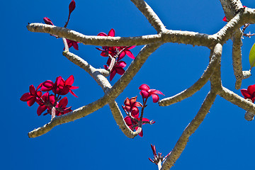 Image showing Flowers in Thailand