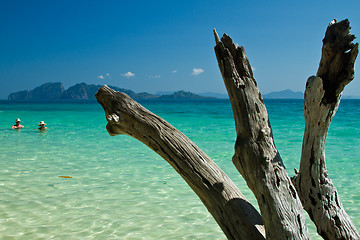 Image showing Dead tree in water the beach  thailand