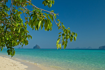 Image showing Tree growing at  the beach in thailand