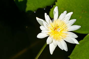 Image showing Water lily on  Koh Ngai island Thailand