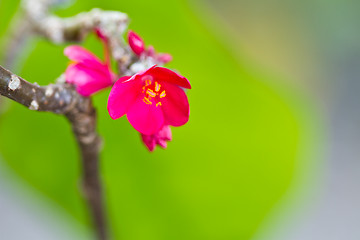 Image showing pink, flowers on a tree in Koh Ngai island Thailand