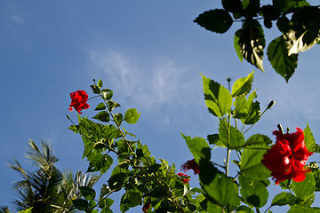 Image showing Red orchid on a tree in Thailand