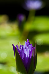 Image showing Water lily on  Koh Ngai island Thailand