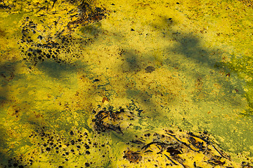 Image showing Closeup of algae in water