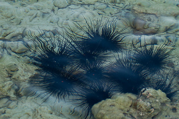 Image showing sea ??urchin At the beach in thailand