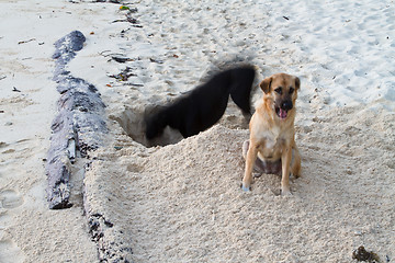 Image showing Dog at the beach