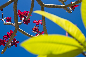 Image showing Flowers in Thailand