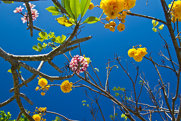 Image showing Flowers in Thailand