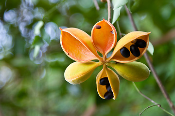 Image showing Flowers on a tree in Koh Ngai island Thailand
