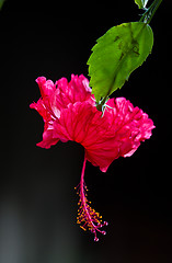 Image showing Red orchid on a tree in Thailand