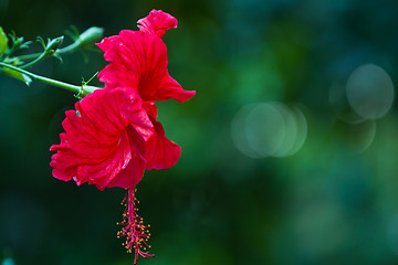 Image showing Red orchid on a tree in Thailand