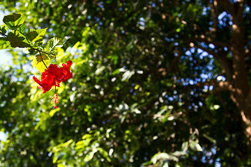 Image showing Red orchid on a tree in Thailand