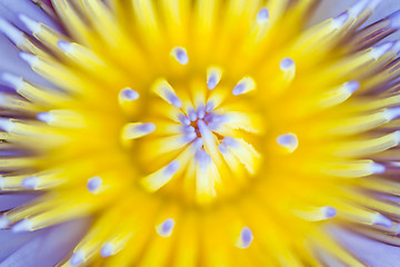 Image showing Water lily on  Koh Ngai island Thailand