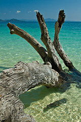 Image showing Dead tree in water the beach  thailand