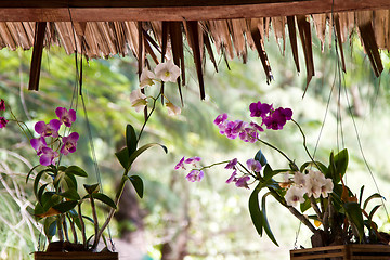 Image showing Yellow and pink, flowers on a tree in Koh Ngai island Thailand