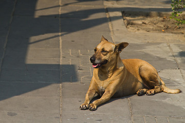 Image showing Dog